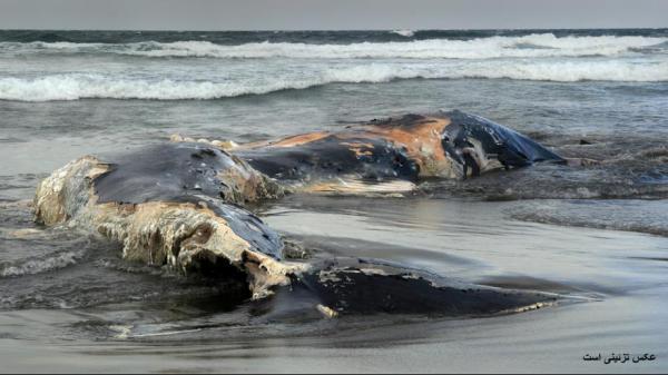 تور ارزان فیلیپین: کشف یک نهنگ مرده در فیلیپین با 40 کیلوگرم کیسه پلاستیکی در معده