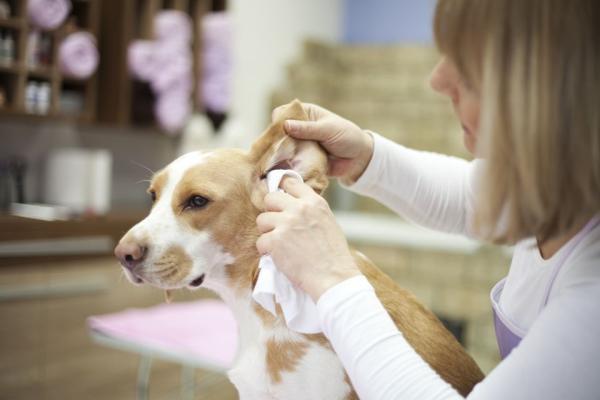 چه طور گوش های سگ مان را تمیز کنیم؟