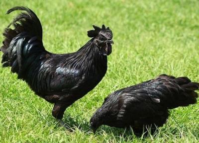 مرغی که بند بند وجودش را سیاهی فراگرفته است