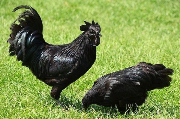 مرغی که بند بند وجودش را سیاهی فراگرفته است