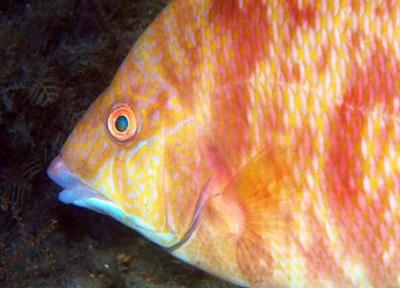 این ماهی عجیب با پوستش می بیند!، عکس