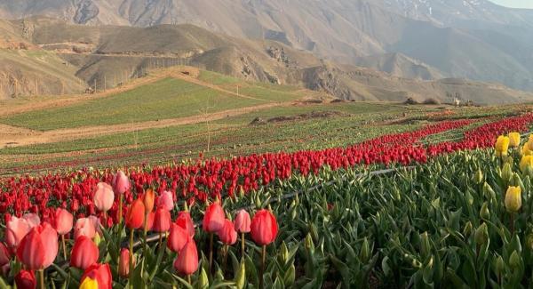 روستای کندر کرج ، جشن لاله ها در دامنه البرز روستای کندر کرج ، جشن لاله ها در دامنه البرز