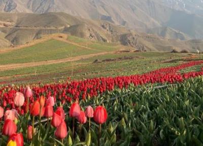 روستای کندر کرج ، جشن لاله ها در دامنه البرز